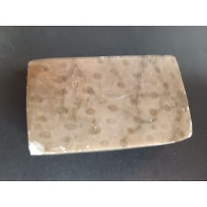 Large Chunk of Unpolished Petoksey Stone Rock Fossil Michigan Natural Block
