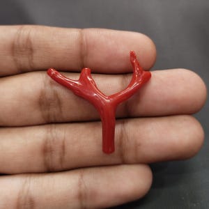 May include: A vivid red coral branch, displaying a Y-shaped form with several extensions. The coral's polished surface reflects light, accentuating its natural shape. The image is a close-up, highlighting the intricate details of the coral.