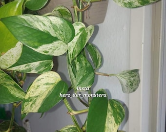 Epipremnum " pearls and jade " Efeutute Pothos Plant // Pflanzen Stecklinge  Philodendron Scindapsus teruno grn sammlersorte Zimmerpflanzen - Etsy.de