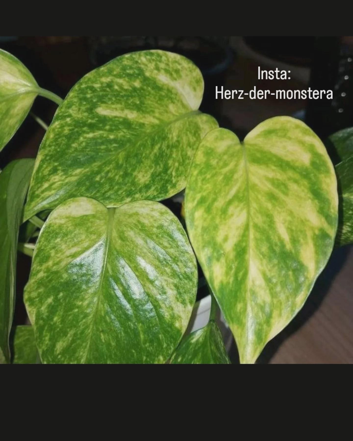 Epipremnum " hawaiian " Efeutute Pothos Plant // Pflanzen Stecklinge  Philodendron Scindapsus teruno grn sammlersorte Zimmerpflanzen - Etsy.de