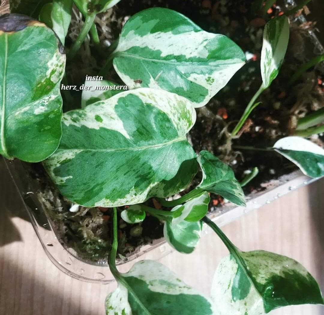 efeutute kaufen obi Gelbbunte Efeutute kaufen – Mein schöner Garten Shop