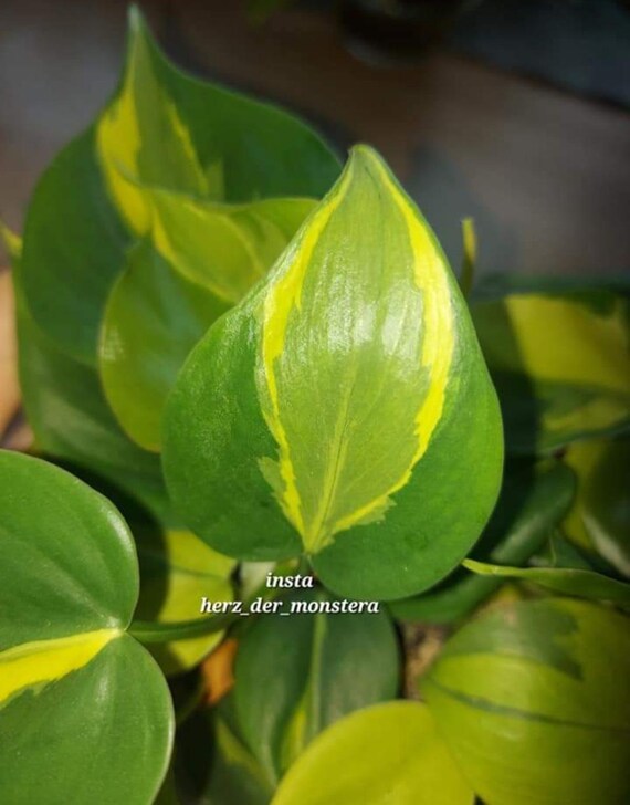Philodendron " Carnival " Efeutute Pothos Plant // Pflanzen Stecklinge  Philodendron Scindapsus teruno grn sammlersorte Zimmerpflanzen - Etsy.de