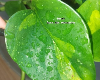 Epipremnum " global green " Efeutute Pothos Plant // Pflanzen Stecklinge  Philodendron Scindapsus teruno grn sammlersorte Zimmerpflanze - Etsy.de