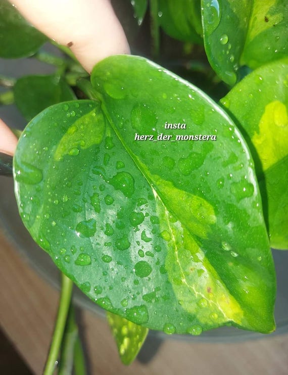 Epipremnum " global green " Efeutute Pothos Plant // Pflanzen Stecklinge  Philodendron Scindapsus teruno grn sammlersorte Zimmerpflanze - Etsy.de
