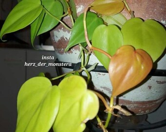 Monstera deliciosa Obst vorbestellen - Etsy.de