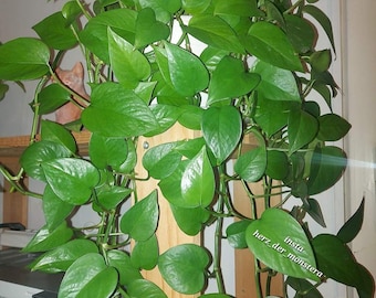 Philodendron " brasil sport " Efeutute Pothos Plant // Pflanzen Stecklinge  Philodendron Scindapsus teruno grn sammlersorte Zimmerpflanzen - Etsy.de