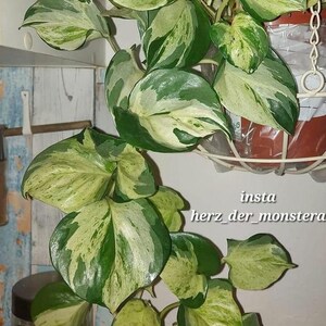 Epipremnum " Manjula " Efeutute Pothos Plant // Pflanzen Stecklinge  Philodendron Scindapsus teruno grn sammlersorte Zimmerpflanzen Pflanze -  Etsy.de
