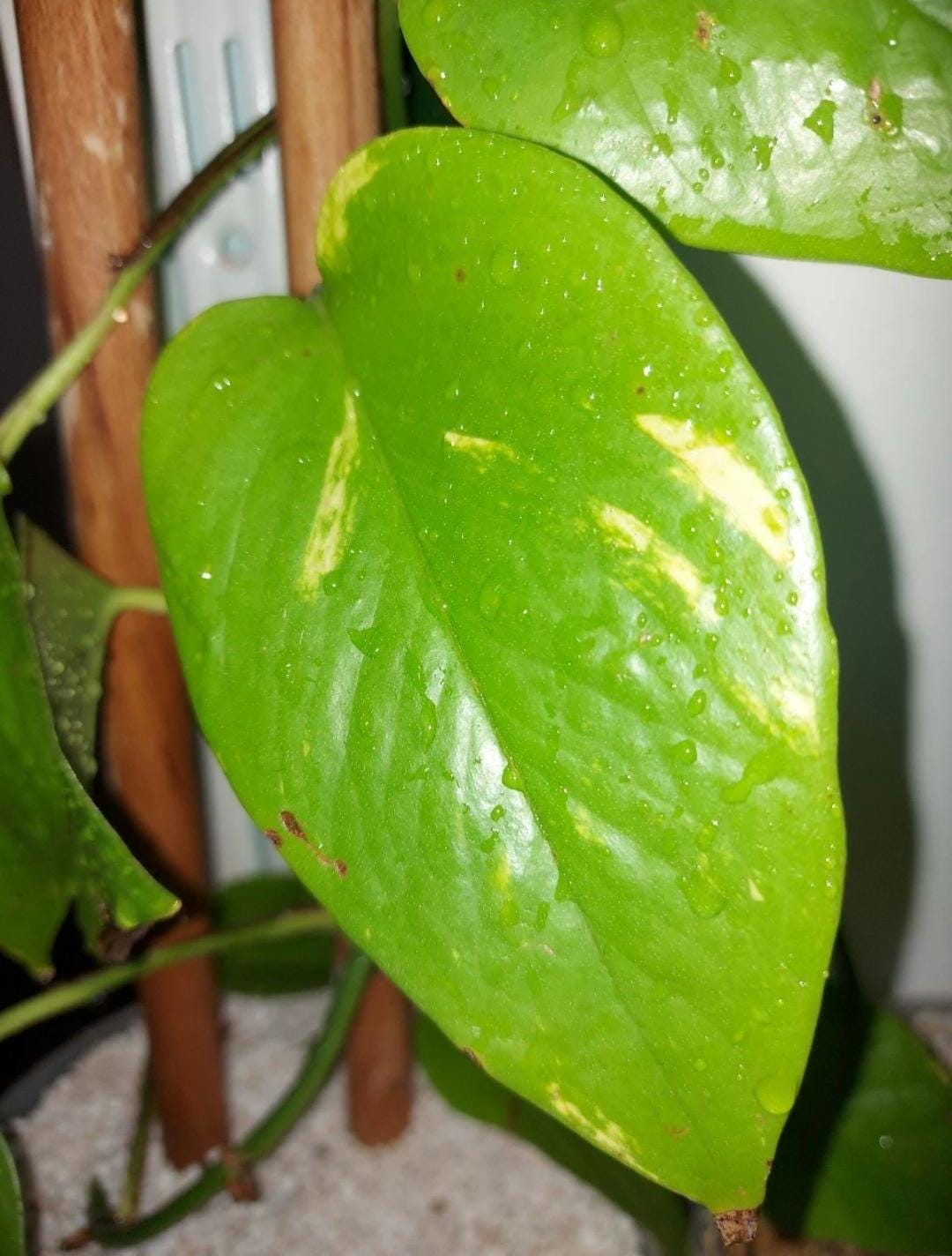 Epipremnum " neon variegata " Efeutute Pothos Plant // Pflanzen Stecklinge  Philodendron Scindapsus teruno grn sammlersorte Zimmerpflanze - Etsy.de