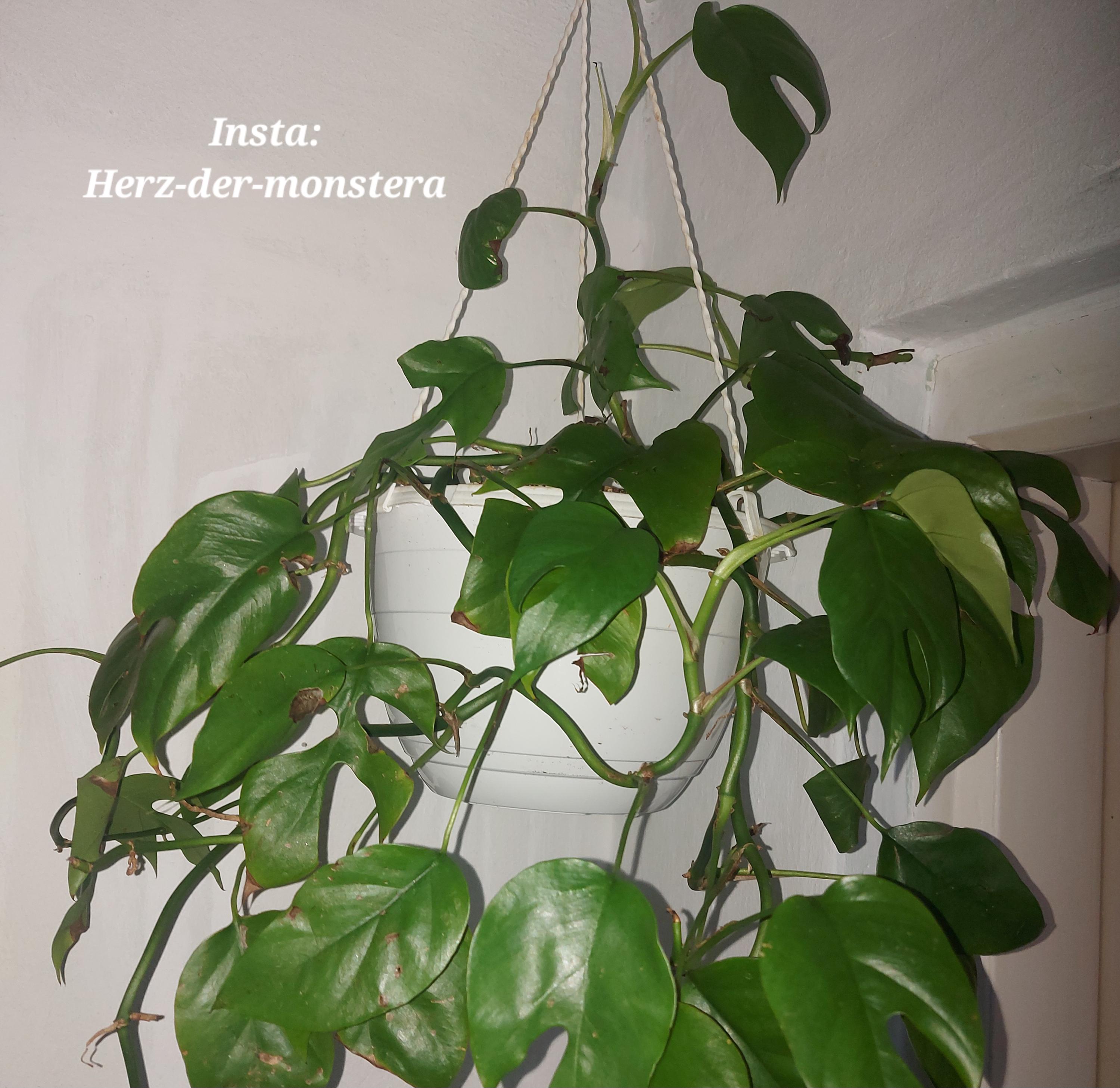 Monstera aurea cutting - Etsy.de