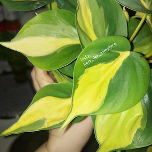 Yellow epipremnum - Etsy.de