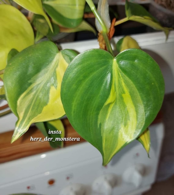 kaffeepflanze zimmerpflanze Calathea Lancifolia