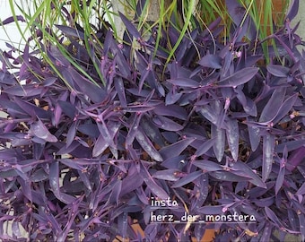 Tradescantia " pallinda " Dreimastblume Efeutute Pothos Plant // Pflanzen Stecklinge Philodendron Scindapsus teruno grün sammlersorte Zimmer