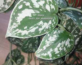 Scindapsus " argyraeus " Efeutute Pothos Plant // Pflanzen Stecklinge Philodendron epipremnum teruno grün sammlersorte Zimmerpflanze