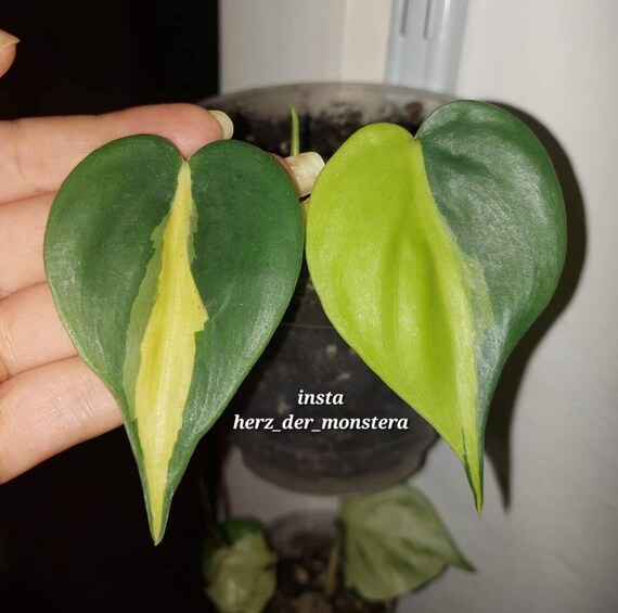 Philodendron " brasil sport " Efeutute Pothos Plant // Pflanzen Stecklinge  Philodendron Scindapsus teruno grn sammlersorte Zimmerpflanzen - Etsy.de