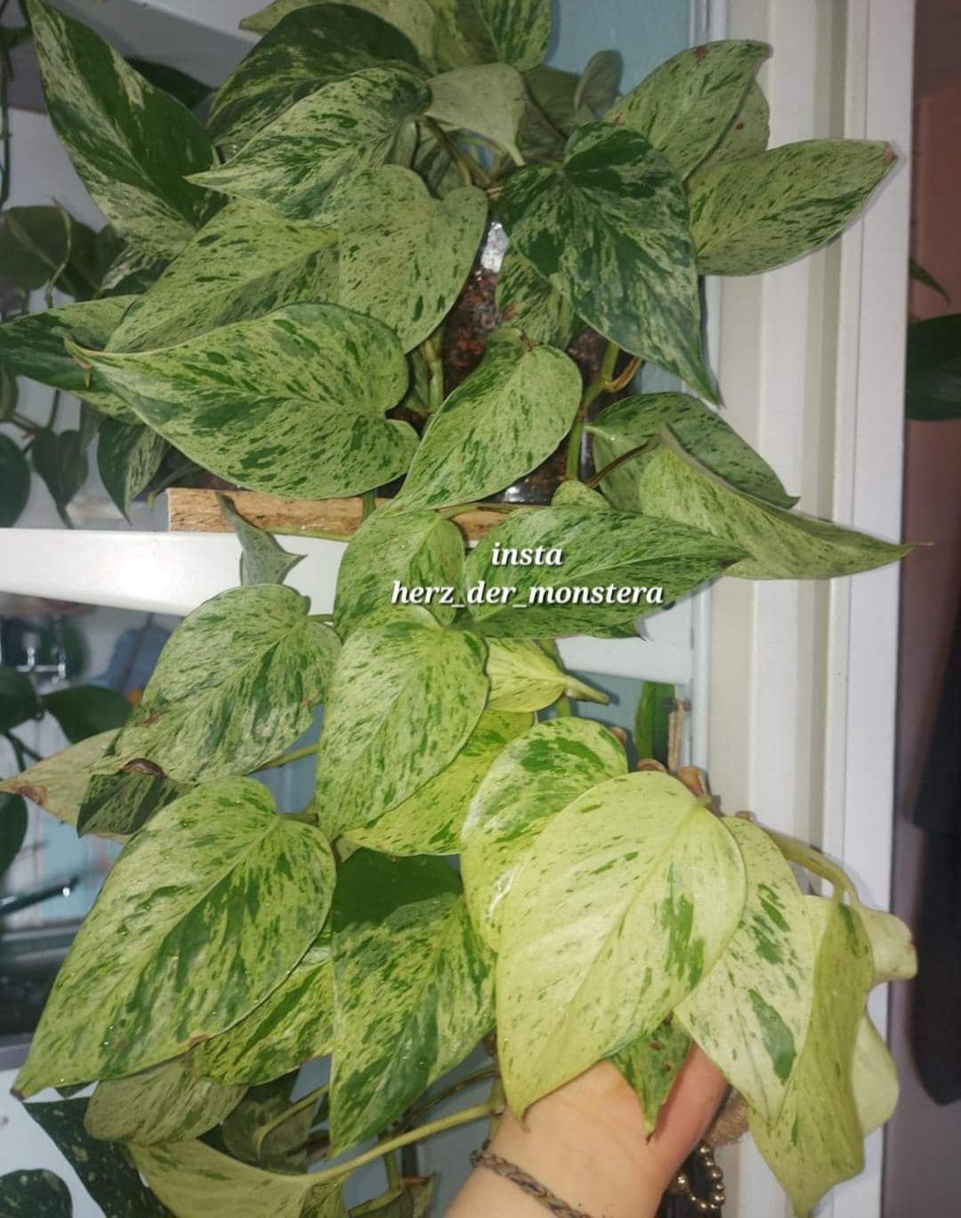 Epipremnum " snow queen " Efeutute Pothos Plant // Pflanzen Stecklinge  Philodendron Scindapsus teruno grn sammlersorte Zimmerpflanze - Etsy.de