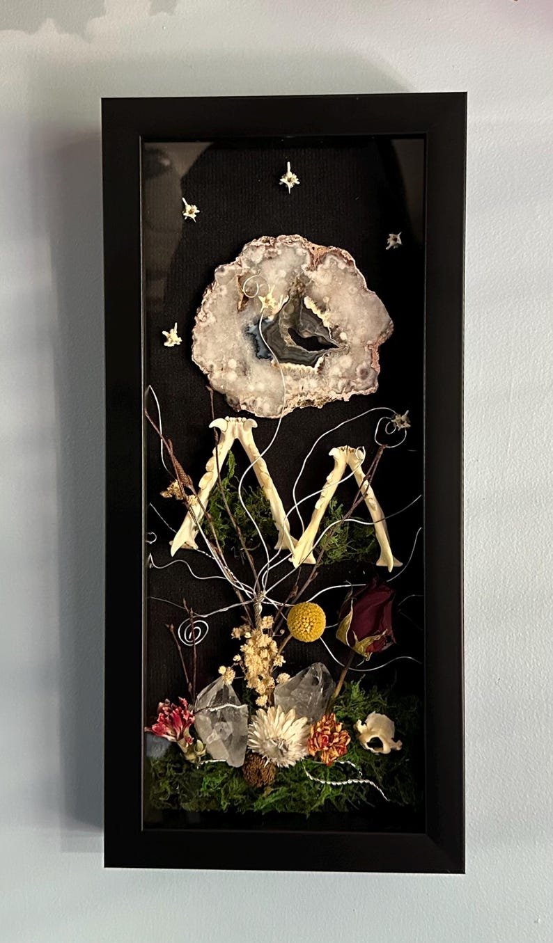 As Above, so Below Shadow Box With Snake Vertebrae, Jawbones, and ...