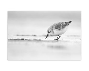 Carte postale de la faune Sanderling