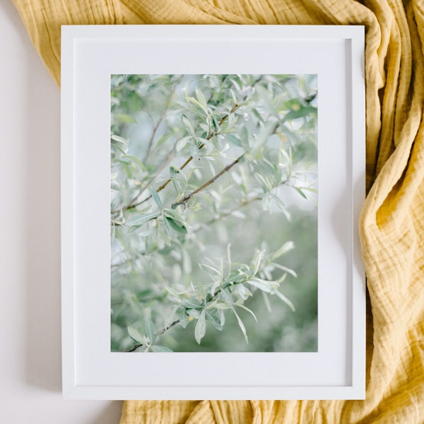 Fine Art Digital Print Green Olive Branches on Bush, Nature Inspired Wall Art Photography with Natural Light, Olive Branch Digital Print