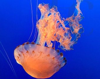 Jellyfish Art