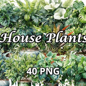 Zimmerpflanzen, 40 PNG, Zimmerpflanze Clipart, Monstera Pflanze Png, Pflanzen Clipart, Home Clipart, Zimmerpflanze Clipart, Zimmerpflanze Png, Pflanzenmama