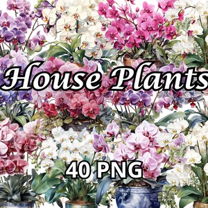 Zimmerpflanzen, 40 PNG, Zimmerpflanze Clipart, Orchidee Png, Pflanzen Clipart, Home Clipart, Orchidee Clipart, Zimmerpflanze Png, Pflanzen Mama, Pflanzen Png