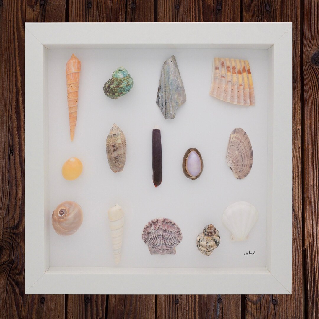 Colorful Sea Shells in a Symmetrical Design, Se Shell Home Decor, Sea ...