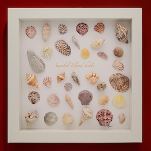 seashell wall decor, seashell framed wall art, seashell decor, seashells from Sanibel  beaches in Florida arranged in a beautiful design