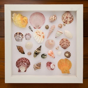 art de coquillage, art fait main de coquillage, shadowbox encadré avec des coquillages, grands coquillages colorés dans un motif aléatoire