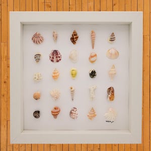 seashell home decor, seashell wall art, sea shell wall art framed, shadow box home decor, an interesting design of multicolored seashells