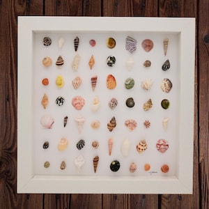 seashell home decor, seashell wall art, seashell framed art, seashell shadowbox art, multicolored seashells in a beautiful design
