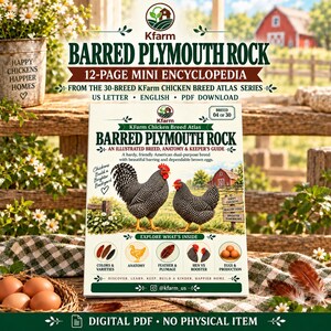 May include: A 12-page mini encyclopedia titled Barred Plymouth Rock from the KFarm Chicken Breed Atlas series. The cover features a rooster and hen, educational icons for anatomy and eggs, and text indicating it is a US letter PDF download.