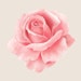Rose G.