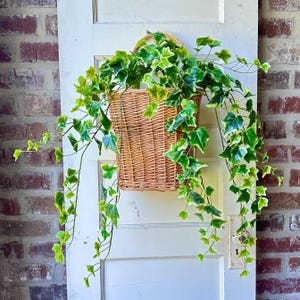 May include: A rectangular, woven wicker basket with a handle, filled with green and white ivy plants. The basket is hanging on a white door with a vintage doorknob. The background includes a brick wall.
