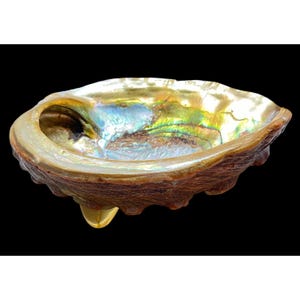 May include: Abalone shell bowl with iridescent interior. The bowl has a natural, textured exterior with a smooth, colorful interior. The shell's colors include shades of gold, green, and blue. The bowl is set against a black background.