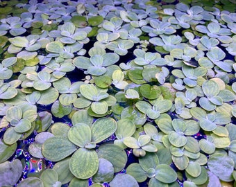 Water Lettuce (Pistia stratiotes) ; Frogbit (Limnobium laevigatum)