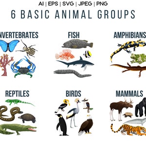 Vektorillustration (Eps Ai Svg Png Jpeg): infografik med grundläggande djurgrupper