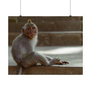 Monkey of Ubud | Bali, Indonesia | Nature and Animal Art