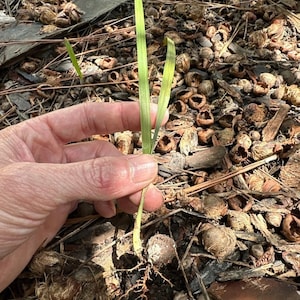 Könnte beinhalten: Nahaufnahme einer grünen Pflanze mit langen, dünnen Blättern und einem Wurzelsystem. Die Pflanze wird von einer Hand gehalten und ist von braunen, getrockneten Blättern und Zweigen umgeben.