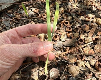 1x Muda de Palmeira Pindo - “Jelly Palms” - Mais de 100x disponíveis!