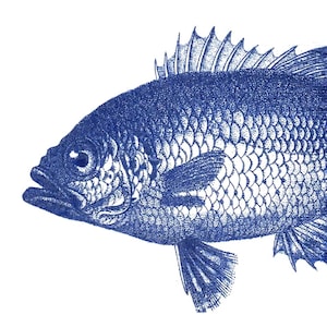 Peut inclure: Une illustration bleue d'un poisson avec des écailles et des nageoires détaillées. Le poisson est dessiné dans un style pointillé, créant un aspect texturé.