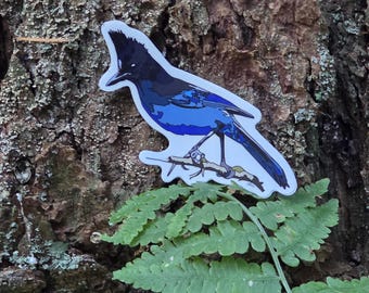 Stellars Jay 3in vinyl sticker, waterproof water bottle sticker, laptop decal, stocking stuffer, gift for kids, gift under 10, gift for him