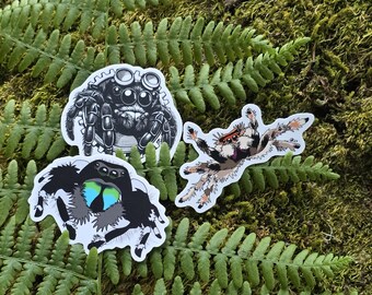 Jumping Spider Sticker Trio (Set of 3) | Dishwasher-Safe, Fade-Proof Vinyl Sticker | Laptop Sticker | Water Bottle Sticker | Invertebrates