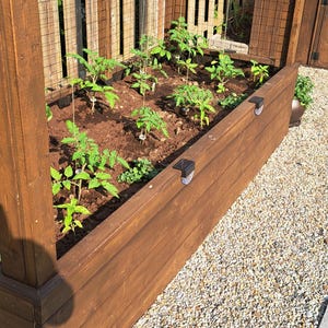 May include: A raised wooden garden bed filled with soil and young tomato plants. The bed is constructed of stained wood and sits on a bed of gravel. A wooden trellis and fence are in the background.