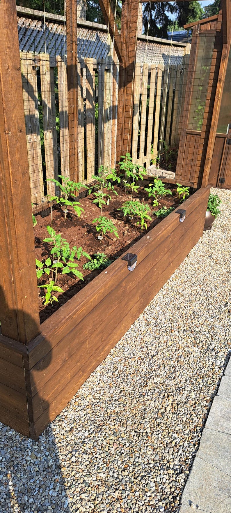 May include: A raised wooden garden bed filled with soil and young tomato plants. The bed is constructed of stained wood and sits on a bed of gravel. A wooden trellis and fence are in the background.