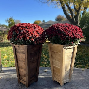 Puede incluir: Dos jardineras de madera, una teñida de marrón oscuro y la otra de madera natural, cada una con una gran planta de crisantemo rojo vibrante. Las jardineras tienen un diseño cónico y están colocadas en un patio de hormigón, con un cielo azul y árboles al fondo.