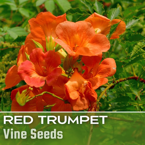 Red Trumpet Vine Seeds - 100+ seeds