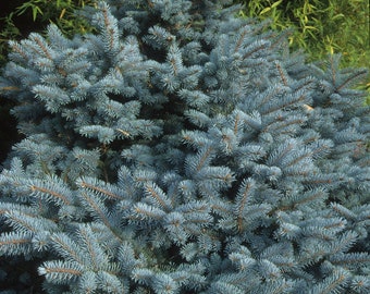 Blue Spruce Pine Seeds - 80 seeds