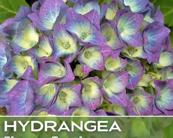 Hydrangea Seeds 125+