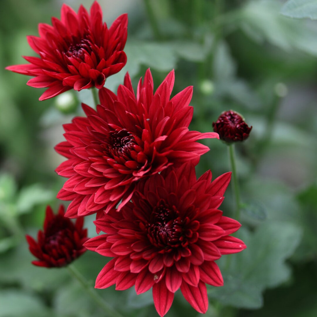 Chrysanthemum Seeds, 225 Seeds per Pack, Garden Gift, Gift's for Her