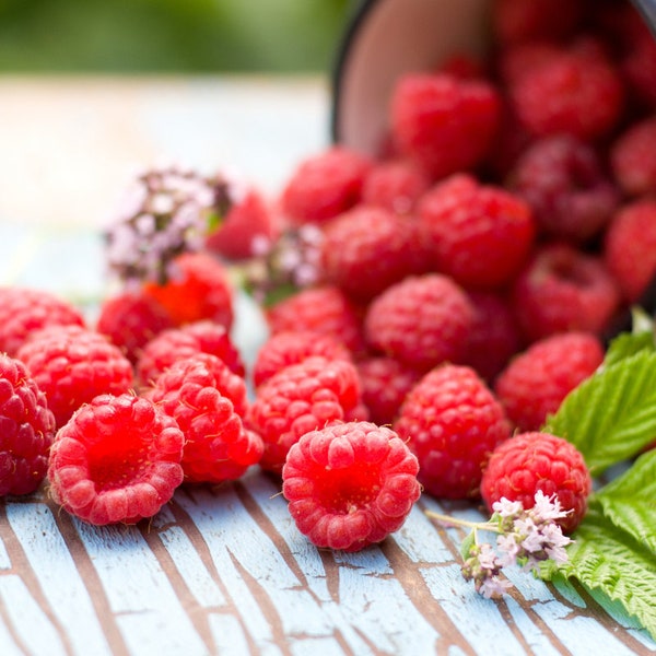 Heritage Raspberry Seeds 300+ seeds